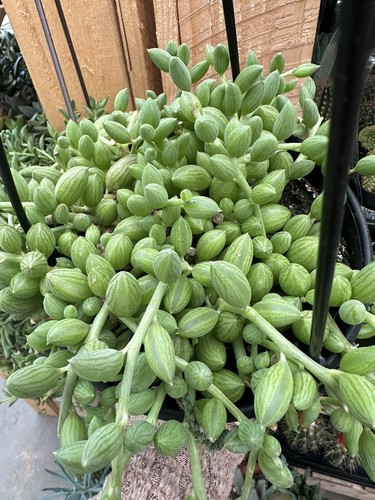 String watermelons - string, of